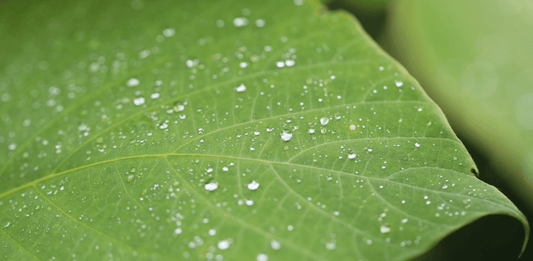 Bonne Journée mondiale de l’eau de TCL